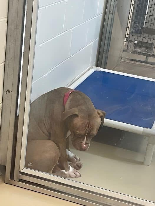 A heartbreaking viral photo shows a shelter pit bull “losing hope” after all his adoptions fell through But the shelter is still holding out hope that Rocky will find his perfect home. Read more about Rocky here